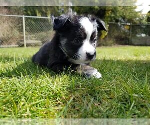 Miniature Australian Shepherd Puppy for sale in ARLINGTON, WA, USA