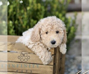 Bichpoo Puppy for sale in BIRD IN HAND, PA, USA