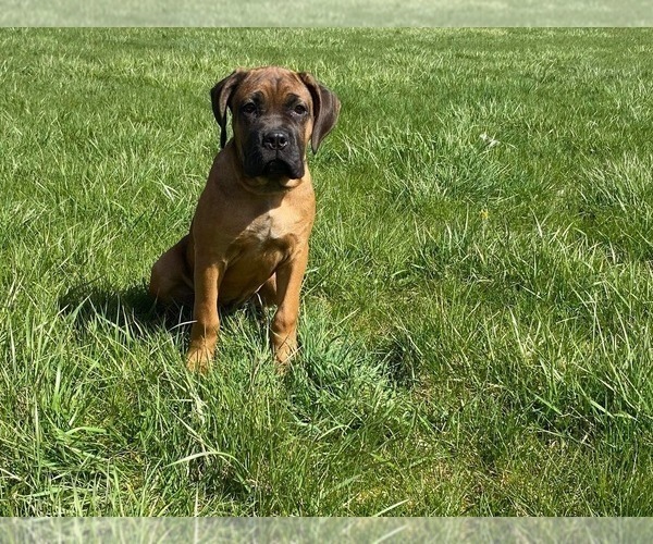 Medium Photo #2 Cane Corso Puppy For Sale in OAK PARK, IL, USA
