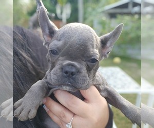 French Bulldog Puppy for sale in HOMESTEAD, FL, USA