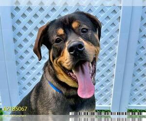 Rottweiler Dogs for adoption in West Palm Beach, FL, USA