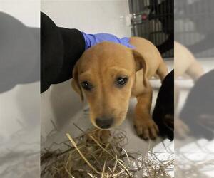 Dachshund-Unknown Mix Dogs for adoption in Houston, TX, USA