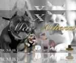 Small #11 American Bully