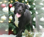 Small Photo #3 Labrador Retriever-Unknown Mix Puppy For Sale in Thief River Falls, MN, USA