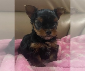 Yorkshire Terrier Puppy for sale in MONROE, MI, USA
