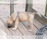 Small Photo #20 Daniff Puppy For Sale in MARSHALL, AR, USA