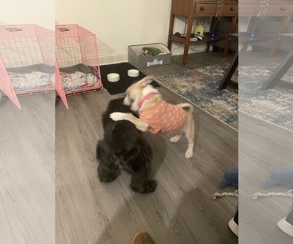 Medium Photo #3 Pug-Unknown Mix Puppy For Sale in Holly Springs, NC, USA