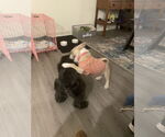 Small #2 Pug Mix