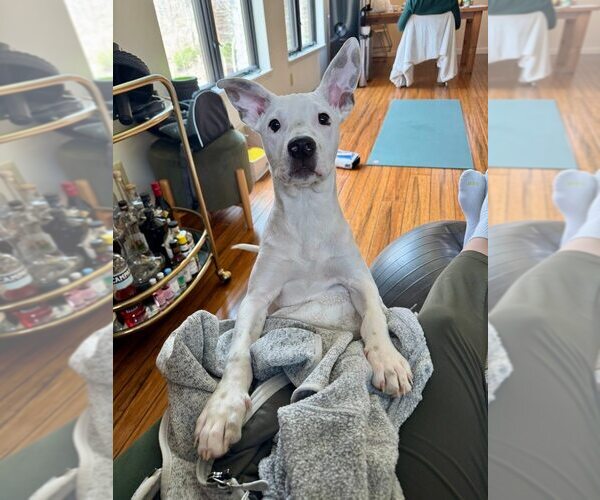 Medium Photo #9 American Pit Bull Terrier-Unknown Mix Puppy For Sale in New York, NY, USA
