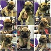 Small Photo #1 Bullmastiff Puppy For Sale in FLAT ROCK, MI, USA