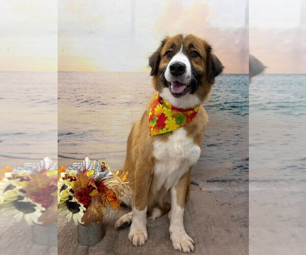 Medium Photo #1 Anatolian Pyrenees Puppy For Sale in Rustburg, VA, USA