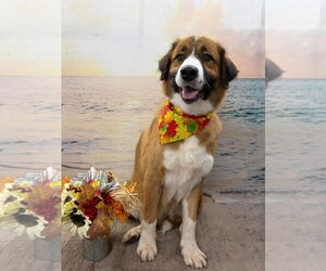 Anatolian Pyrenees Dogs for adoption in Rustburg, VA, USA