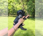 Small Photo #20 Golden Mountain Doodle  Puppy For Sale in BROKEN ARROW, OK, USA