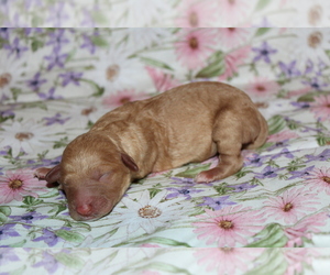 Goldendoodle (Miniature) Puppy for sale in BLMGTN, IN, USA