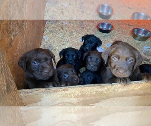 Labrador Retriever Puppy for sale in SAN JOSE, CA, USA