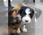 Small Photo #14 Bernedoodle Puppy For Sale in FLEMING ISLAND, FL, USA