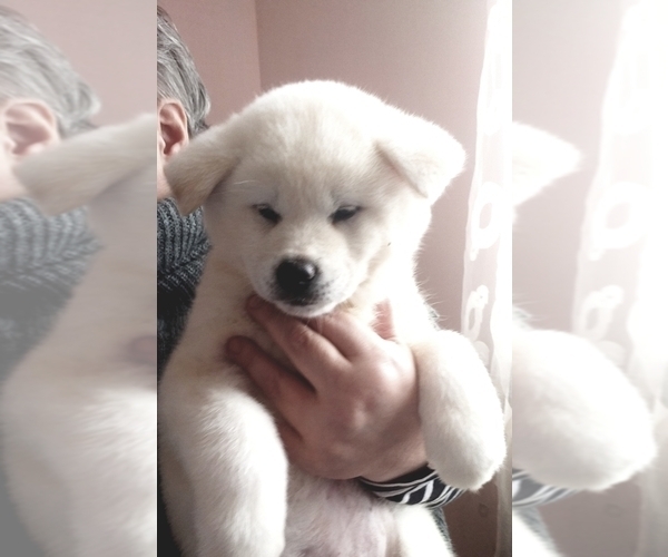 Medium Photo #6 Akita Puppy For Sale in Chisinau, Chisinau Municipality, Moldova