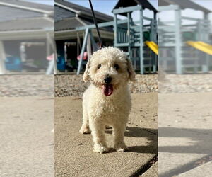 Father of the Pom-A-Poo puppies born on 10/02/2025