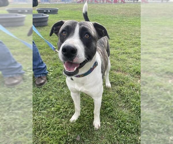 Medium Photo #1 American Pit Bull Terrier Puppy For Sale in Corpus Christi, TX, USA