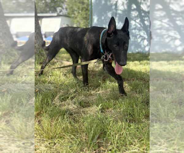 Medium Photo #9 Dutch Shepherd -Unknown Mix Puppy For Sale in Imlay City, MI, USA