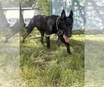 Small #8 Dutch Shepherd  Mix