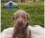 Small Photo #2 Labrador Retriever Puppy For Sale in BATESVILLE, AR, USA