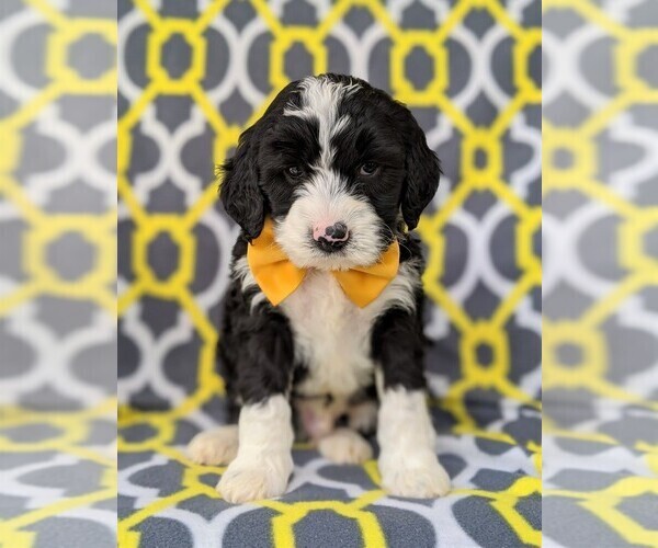 View Ad GoldendoodleMiniature Bernedoodle Mix Puppy for Sale near