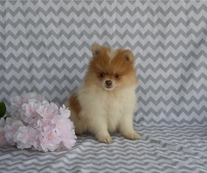 Pomeranian Puppy for sale in BALTIC, OH, USA