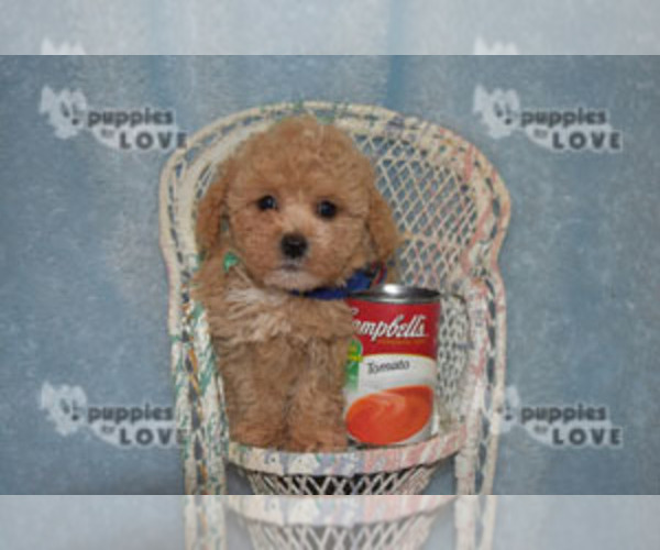Medium Photo #15 Poodle (Toy) Puppy For Sale in SANGER, TX, USA