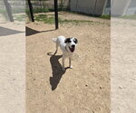 Small Mutt