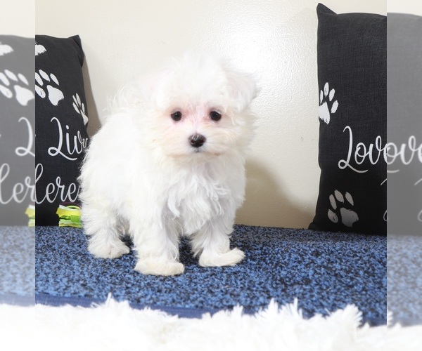 Medium Photo #3 Maltese Puppy For Sale in MOUNT VERNON, OH, USA