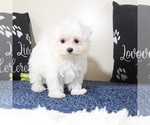 Small #2 Maltese