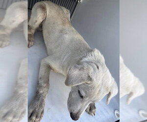 Labrador Retriever Dogs for adoption in Houston, TX, USA