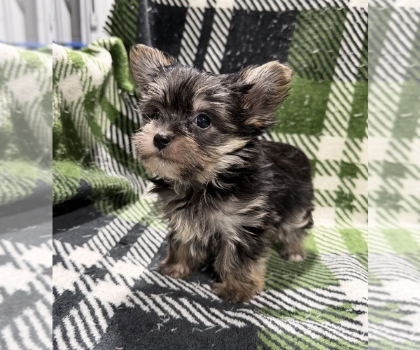 Medium Photo #4 Morkie Puppy For Sale in GUTHRIE, KY, USA