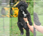 Puppy Cocoa Goldendoodle