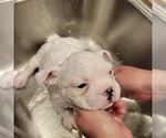 Small Photo #7 American Bully Puppy For Sale in OLYMPIA, WA, USA