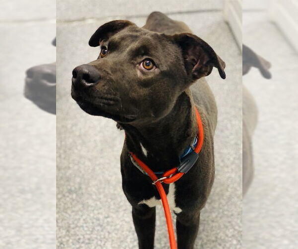 Medium Photo #1 Catahoula Leopard Dog-Unknown Mix Puppy For Sale in Westminster, MD, USA