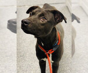 Catahoula Leopard Dog-Unknown Mix Dogs for adoption in Westminster, MD, USA
