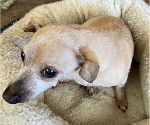 Rudy Gramps - Male Chihuahua-Unknown Mix Dog for Adoption - Photo #2