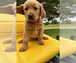 Puppy AKC Ray Golden Retriever