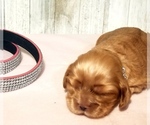 Small Photo #8 Cocker Spaniel Puppy For Sale in TERRY, MS, USA