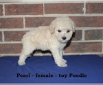 Small #2 Poodle (Toy)