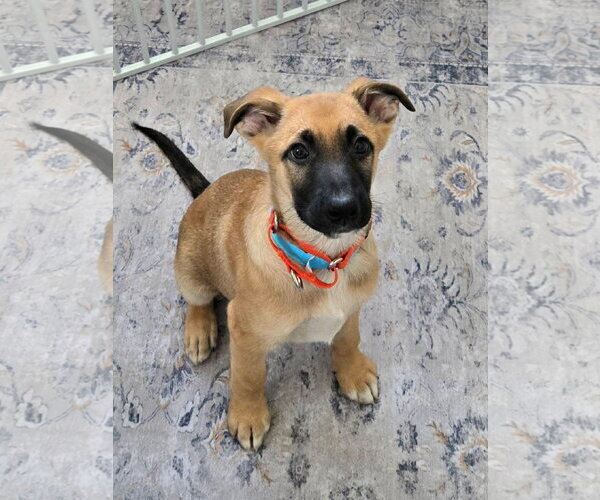 Medium Photo #1 Shepradors Puppy For Sale in New London, WI, USA