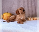 Shetar - Female Golden Retriever Puppy for Sale - Photo #4