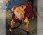 Small #1 American Pit Bull Terrier