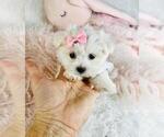 Small #5 Maltese