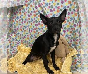 Chihuahua-Unknown Mix Dogs for adoption in Modesto, CA, USA