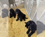 Small Photo #6 Goldendoodle Puppy For Sale in MAGNOLIA, TX, USA