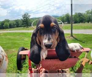 Basset Hound Puppy for Sale in FAYETTEVILLE, Tennessee USA