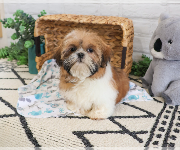 Medium Photo #5 Shih Tzu Puppy For Sale in SYRACUSE, IN, USA